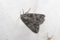 Acronicta rumicis