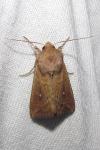 Mythimna albipuncta