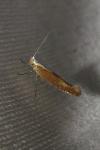 Argyresthia albistria