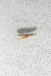 Argyresthia albistria