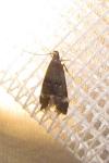 Dichomeris alacella