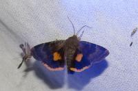 Noctua janthe/janthina