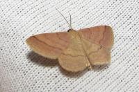 Scopula rubiginata
