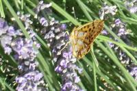 Issoria lathonia
