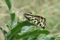Emmelia trabealis
