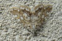 Elophila nymphaeata