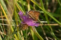 Melitaea cinxia