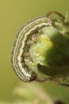 Hecatera bicolorata