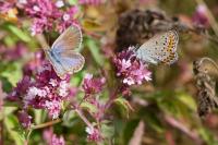 Plebejus argyrognomon