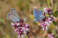 Plebejus argyrognomon