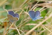 Plebejus argyrognomon