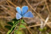 Lysandra bellargus