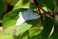 Scopula ornata