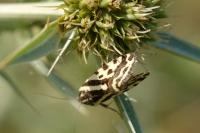 Emmelia trabealis