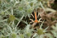 Euplagia quadripunctaria