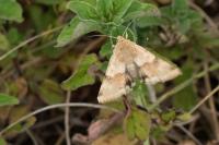 Heliothis viriplaca