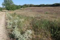 Plebejus argyrognomon