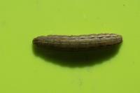 Noctua pronuba