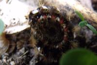 Acronicta rumicis