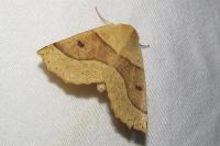Crocallis elinguaria