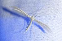 Pterophorus pentadactylus