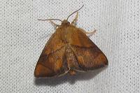 Apoda limacodes