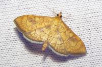 Anania verbascalis