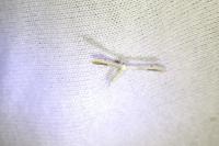Adaina microdactyla