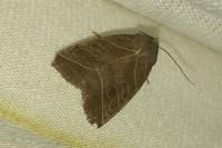 Ipimorpha retusa