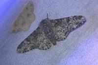 Biston betularia