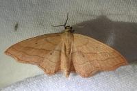 Scopula imitaria