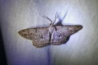 Hypomecis punctinalis
