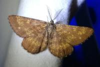 Ematurga atomaria