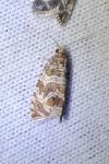 Celypha rivulana