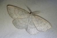 Cabera pusaria