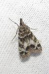 Eudonia mercurella