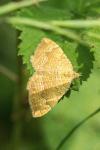 Camptogramma bilineata