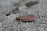 Celypha rosaceana