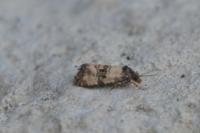 Cochylis atricapitana