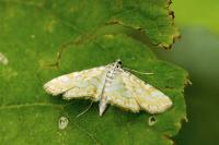 Elophila nymphaeata
