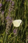 Pieris rapae