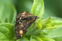 Pyrausta aurata