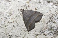 Colobochyla salicalis