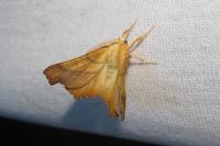 Ennomos fuscantaria