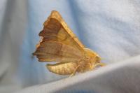 Ennomos fuscantaria