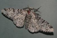 Biston betularia