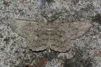 Hypomecis punctinalis