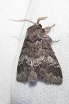 Drymonia querna