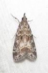 Eudonia mercurella