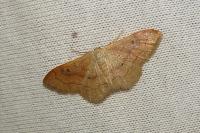 Idaea rubraria